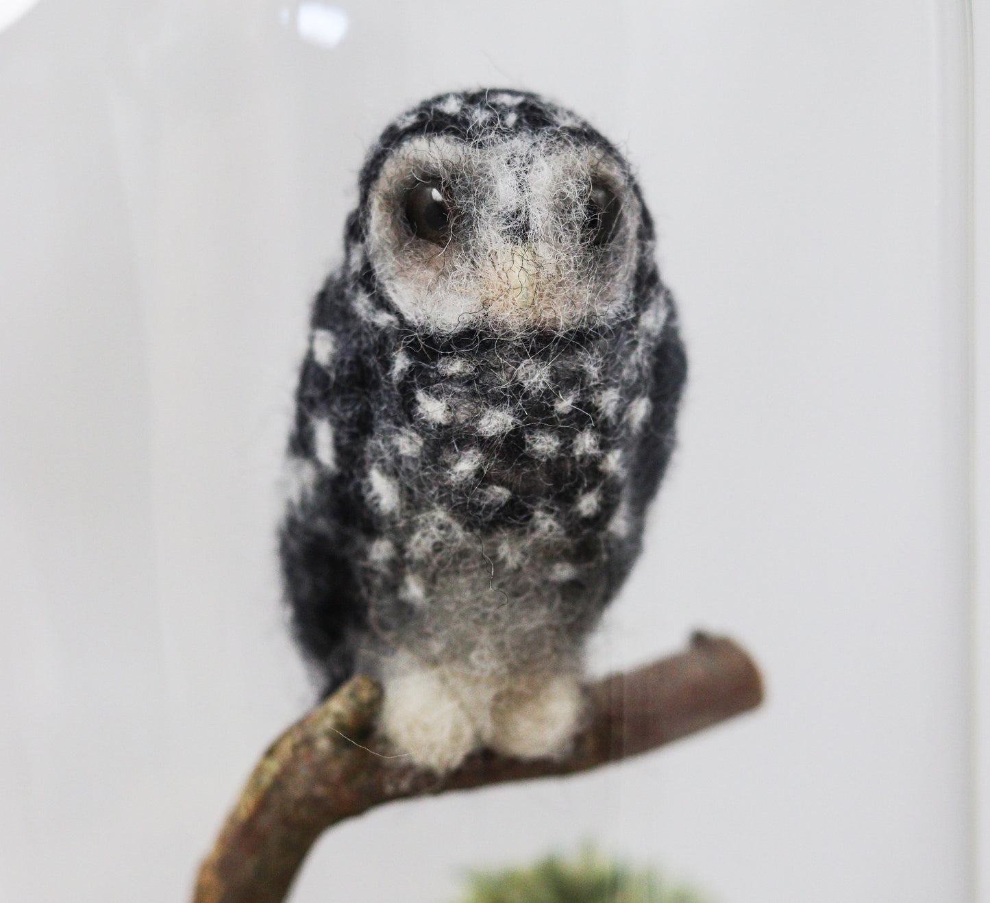Outback Owl