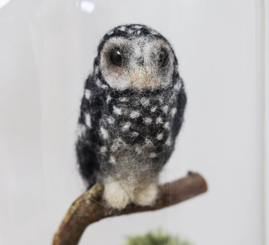 Outback Owl
