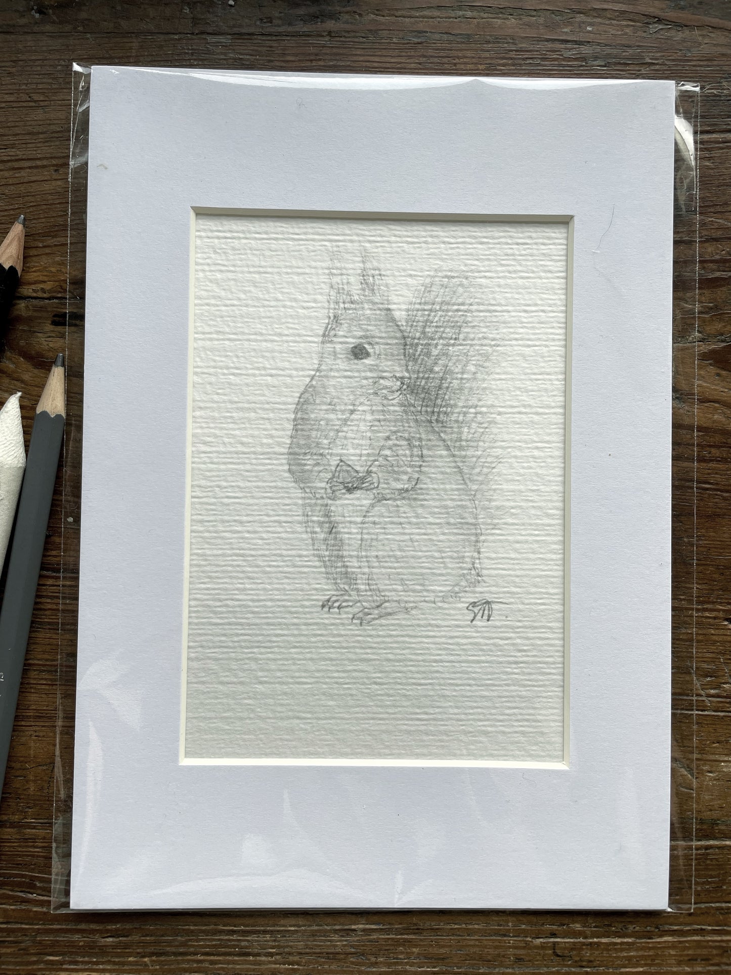 Red Squirrel Print